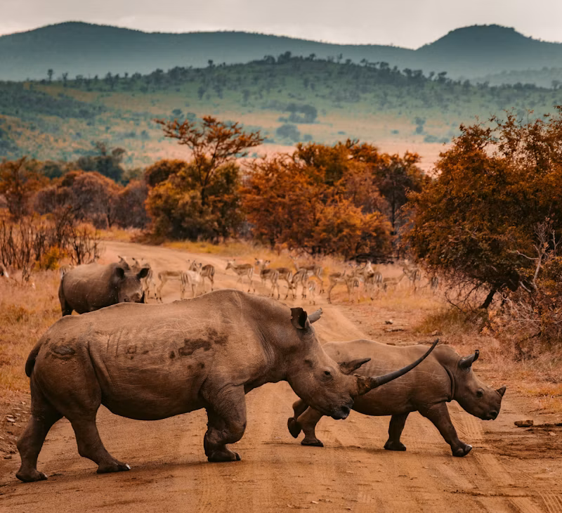 Wildlife in a Kenyan national park